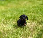 Dwerg teckel pups puppys 🐶 mini, CDV (hondenziekte), 8 tot 15 weken, Korthaar, Dwerg