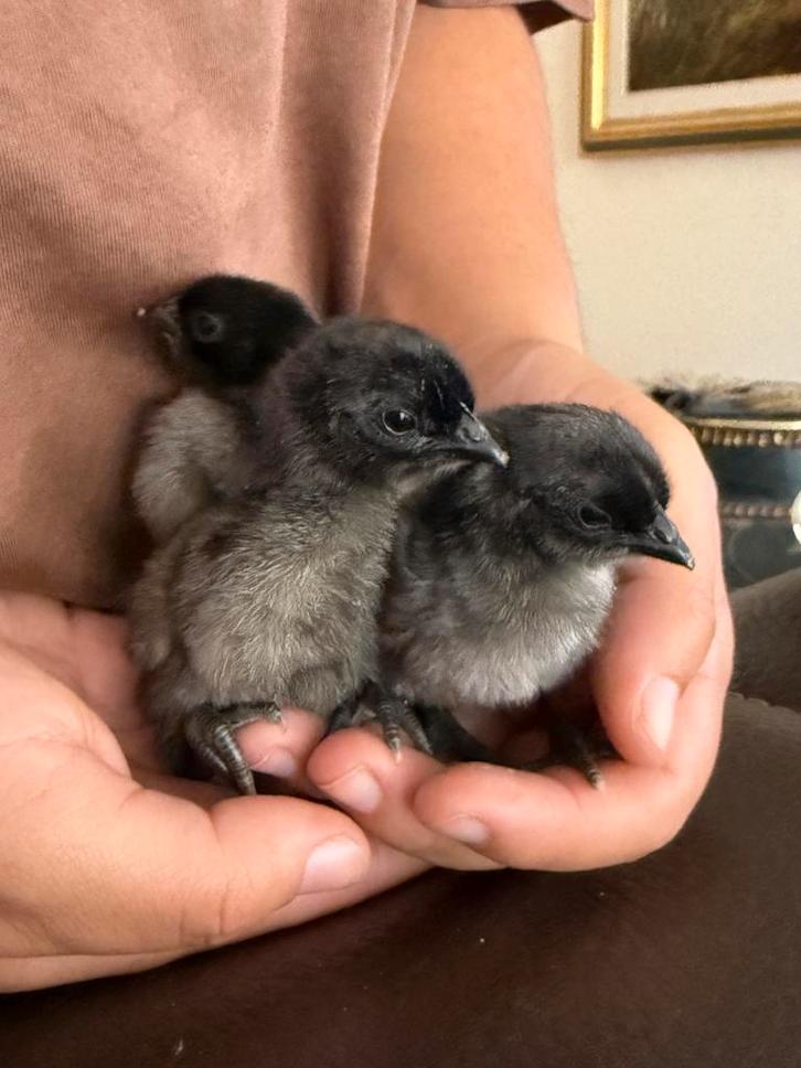 Broedeitjes beschikbaar van de Dongxiang Lukedanji, Dieren en Toebehoren, Pluimvee, Kip, Meerdere dieren