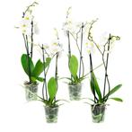 Phal Springtime 2T12+ (4 stuks), Huis en Inrichting, Kamerplanten, Minder dan 100 cm, Halfschaduw, Verzenden