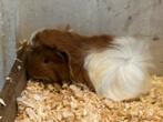 Te koop cavia’s 100% peruvian zeugjes, Dieren en Toebehoren, Knaagdieren, Oktober, Vrouwelijk, Cavia