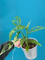 Monstera Obliqua Peru, Ophalen of Verzenden, Overige soorten, Minder dan 100 cm