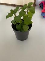Plantje citroenmelisse (meerdere stekken beschikbaar), Tuin en Terras, Planten | Tuinplanten, Ophalen of Verzenden