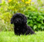 Lieve vrolijke gezonde Schapendoes x Toy Poedel pups, 8 tot 15 weken, CDV (hondenziekte), Meerdere, Meerdere dieren