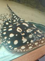 Potamotrygon bd bigspot man 45 cm bewezen man, Dieren en Toebehoren, Vissen | Aquariumvissen, Vis