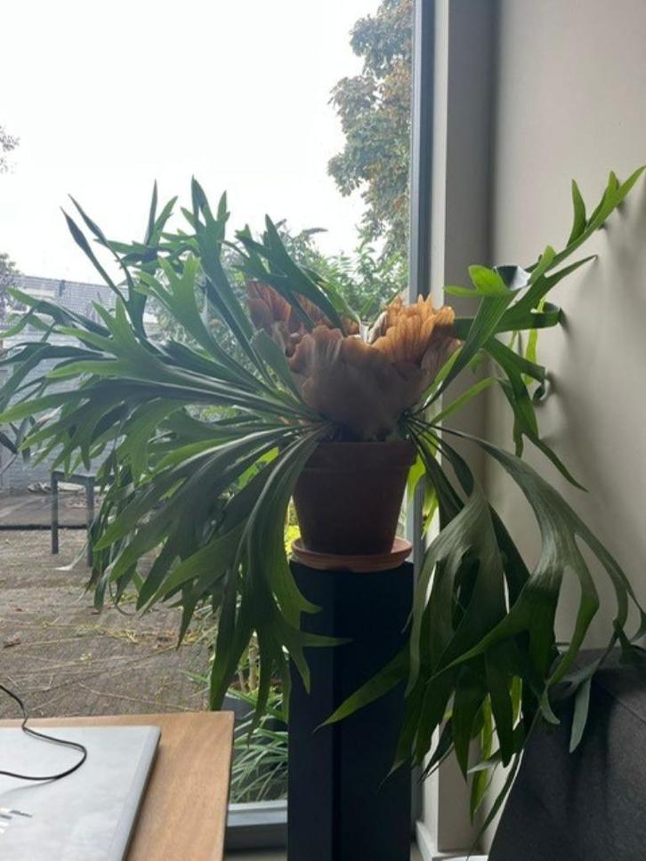 Mooie hertshoorn, Huis en Inrichting, Kamerplanten, Overige soorten, 100 tot 150 cm, Groene kamerplant, Halfschaduw, In pot, Ophalen