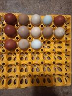Broedeieren kleurleggers x marans haan, Ophalen of Verzenden, Overige typen