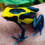 Dendrobates tinctorius 'Northern Bakhuis', Amfibie, 0 tot 2 jaar