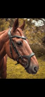 Anatomische hoofdstel pony cob en full, Dieren en Toebehoren, Paarden en Pony's | Hoofdstellen en Tuigage, Ophalen of Verzenden