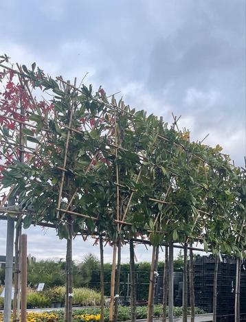 Leibomen Prunus Novita - Direct leverbaar! beschikbaar voor biedingen