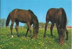 Paarden in de wei gelopen ansichtkaart ( 8976 ), Verzamelen, Ansichtkaarten | Themakaarten, Gelopen, Ophalen of Verzenden