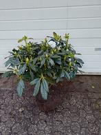 Rhododendron Madame Masson (wit), Vaste plant, Halfschaduw, Lente, Ophalen