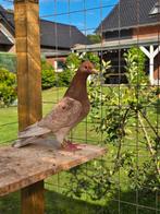 Almond postduiven duiven koppel, Dieren en Toebehoren, Meerdere dieren, Postduif