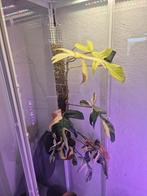 philodendron florida beauty, Ophalen, Overige soorten, Minder dan 100 cm