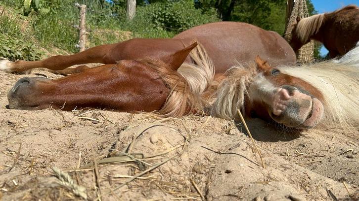 Paardenverzorger (2–3 dagen per week) & Bijrijdster, Vacatures, Vacatures | Overige Vacatures, Overige niveaus, Starter, Overige vormen