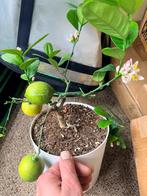 Citroenboompje - Eigen Kweek!, Tuin en Terras, Volle zon, Vaste plant, Ophalen of Verzenden, Fruitplanten