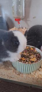 Mooie jonge zuivere Minilop konijntjes, Dieren en Toebehoren, Meerdere dieren, Dwerg