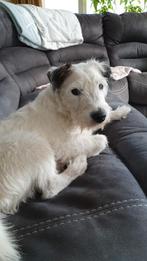 Gezellige oppas/uitlater gezocht voor onze Pablo, Particuliere oppas