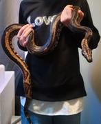 Mooie img boa., Dieren en Toebehoren, Slang, Tam, 3 tot 6 jaar