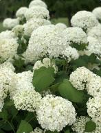 Hortensia Hydrangea Annabelle bolhortensia, Tuin en Terras, Planten | Struiken en Hagen, Ophalen, Hortensia, Minder dan 100 cm