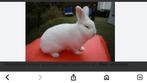Witte Nieuw-Zeelander, Dieren en Toebehoren, Konijnen, Meerdere dieren, Dwerg