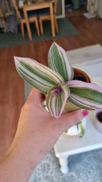 Tradescantia Nanoek, Huis en Inrichting, Kamerplanten, Ophalen of Verzenden, Overige soorten, Minder dan 100 cm