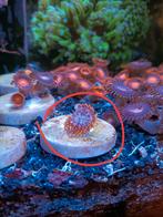 Zoanthus Utter Chaos ( 3-4 poliepen ), Dieren en Toebehoren, Vissen | Aquariumvissen, Overige typen