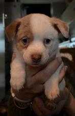 Pomchi x mini pincher pomchi, Dieren en Toebehoren, Honden | Chihuahua's en Gezelschapshonden, Rabiës (hondsdolheid), Overige rassen