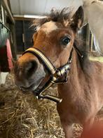 Super knappe NMPRS veulen, Dieren en Toebehoren, Pony's, Gechipt, 0 tot 2 jaar, Hengst, A pony (tot 1.17m)