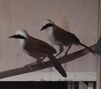Te koppel witkuifgaailijster, Dieren en Toebehoren, Vogels | Overige Vogels, Meerdere dieren, Geringd