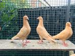 Gele postduiven, duiven, kleurpostduiven, Dieren en Toebehoren, Vogels | Duiven, Meerdere dieren, Postduif