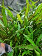 Cryptocoryne wendtii, Ophalen of Verzenden, Nieuw, Plant(en), Steen of Hout