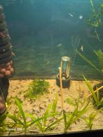 Neocaridina jonge garnalen, Dieren en Toebehoren, Vissen | Aquariumvissen, Kreeft, Krab of Garnaal