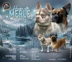 Franse Bulldog met neus!!! 1 jaar garantie en stamboom, CDV (hondenziekte), 8 tot 15 weken, Bulldog, Meerdere