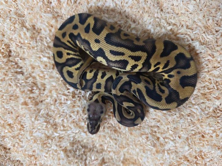 Leopard Pastel 100%DH Gstripe Clown(Kiki project) 2025