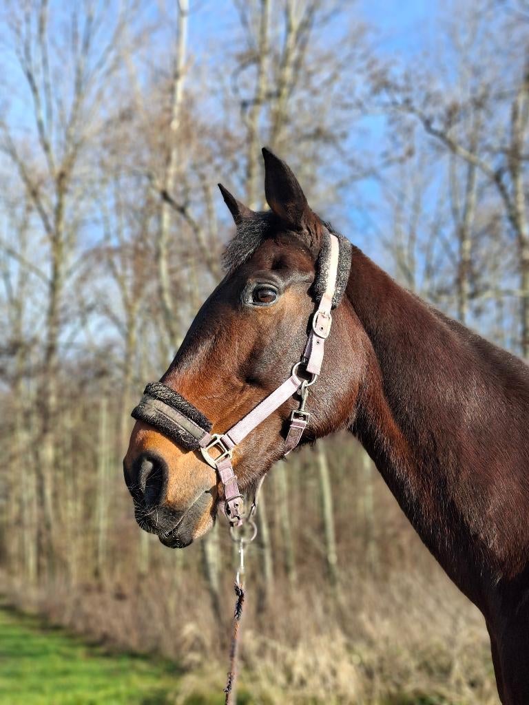 Verzorgster gezocht, Dieren en Toebehoren, Paarden en Pony's | Verzorgingsproducten, Ophalen