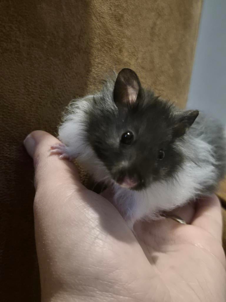 Jonge goudhamster lang haar, Hamster, Maart, Mannelijk, Tam