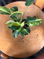 Philodendron Burl Marx Variegata - Zeldzaam!, Huis en Inrichting, Kamerplanten, Ophalen of Verzenden