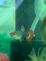 Ballon guppy’s jonge, Vis