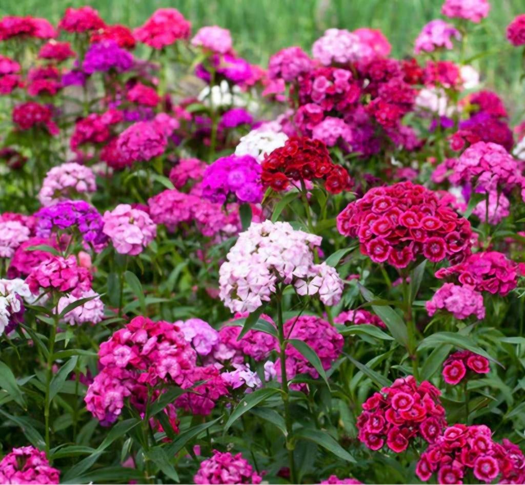 ‼️10 + 1 gratis‼️Duizendschoon, dianthus jonge planten, Ophalen, Overige soorten, Volle zon