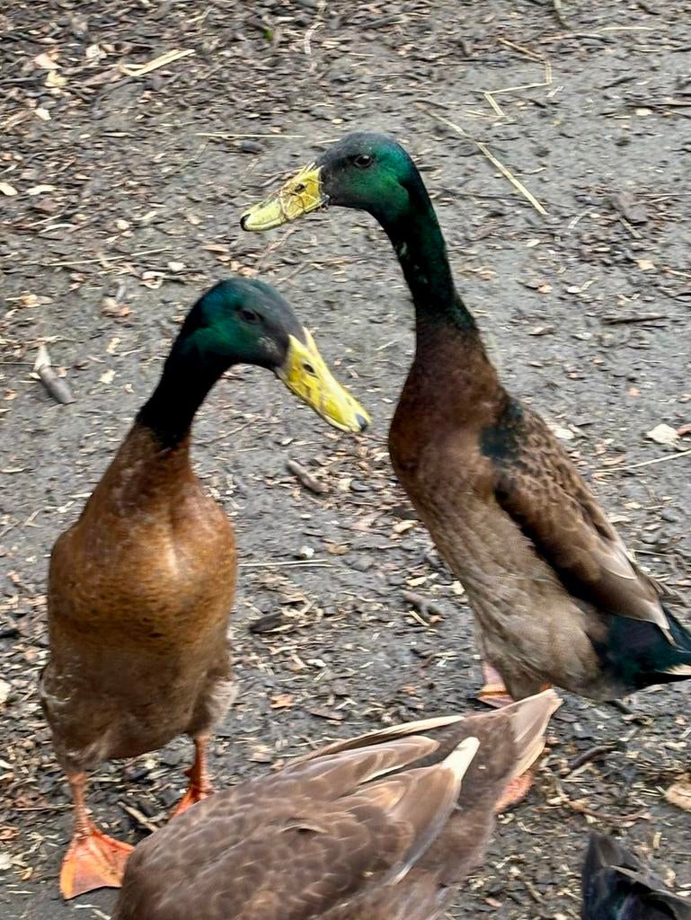 Loopeend Woerden, Dieren en Toebehoren, Pluimvee, Eend, Mannelijk