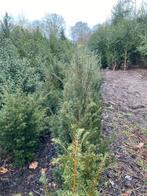 taxus, Ophalen, Taxus, Haag, 100 tot 250 cm