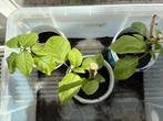 Trompetplant brugmansia stekken, Volle zon, Vaste plant, Zomer, Ophalen