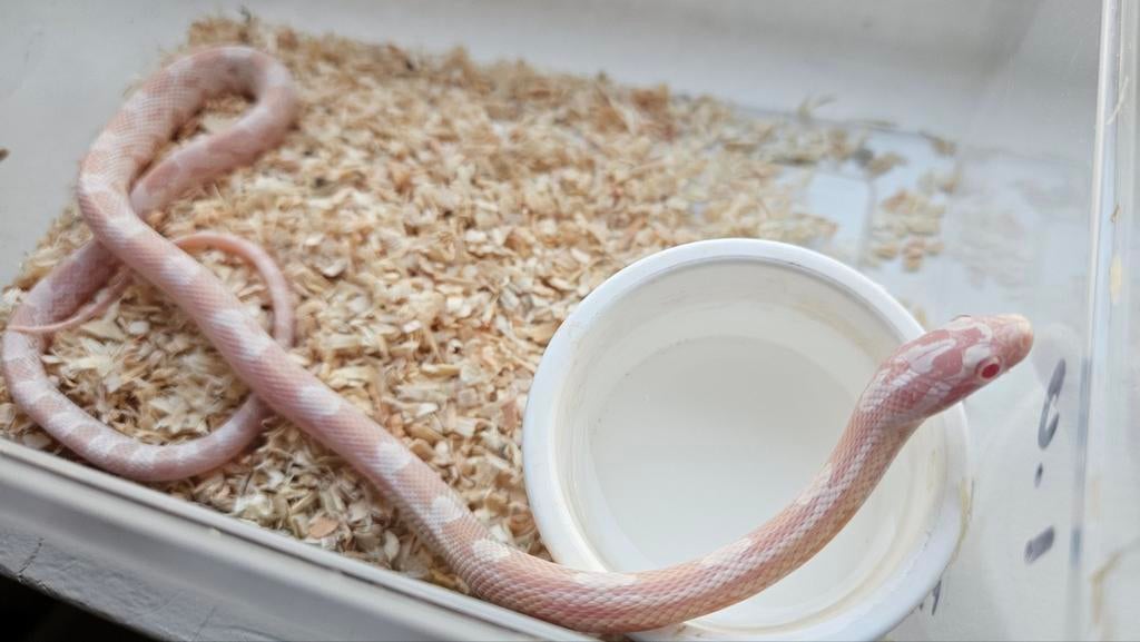 1.0 snow het caramel pantherophis guttatus Rat Snake - male for sale from Chris