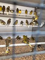 Gloster kanaries, Dieren en Toebehoren, Vogels | Kanaries, Meerdere dieren