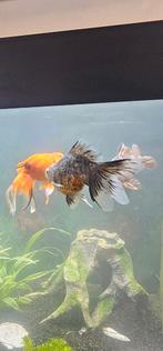 3 mooie sluierstaarten, Vis