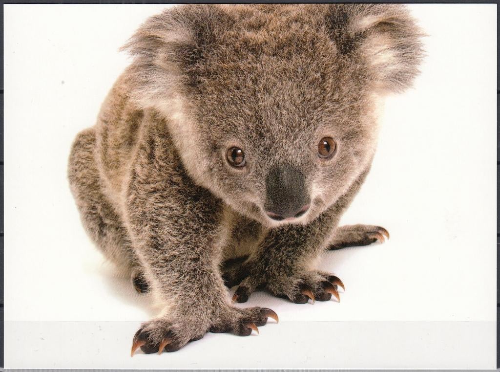 Australië - 2019 - Ansichtkaart - Koala - Onbeschreven, Verzamelen, Ansichtkaarten | Buitenland, Verzenden, 1980 tot heden, Ongelopen