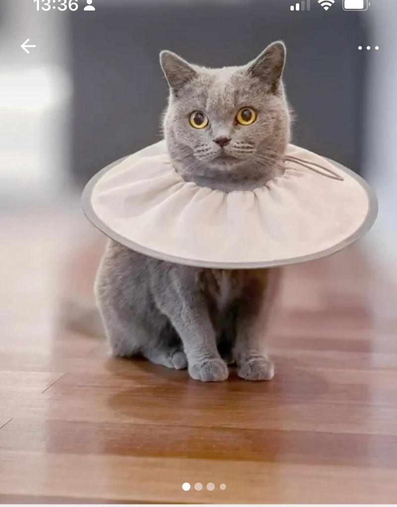 Kraag voor katten, Ophalen of Verzenden