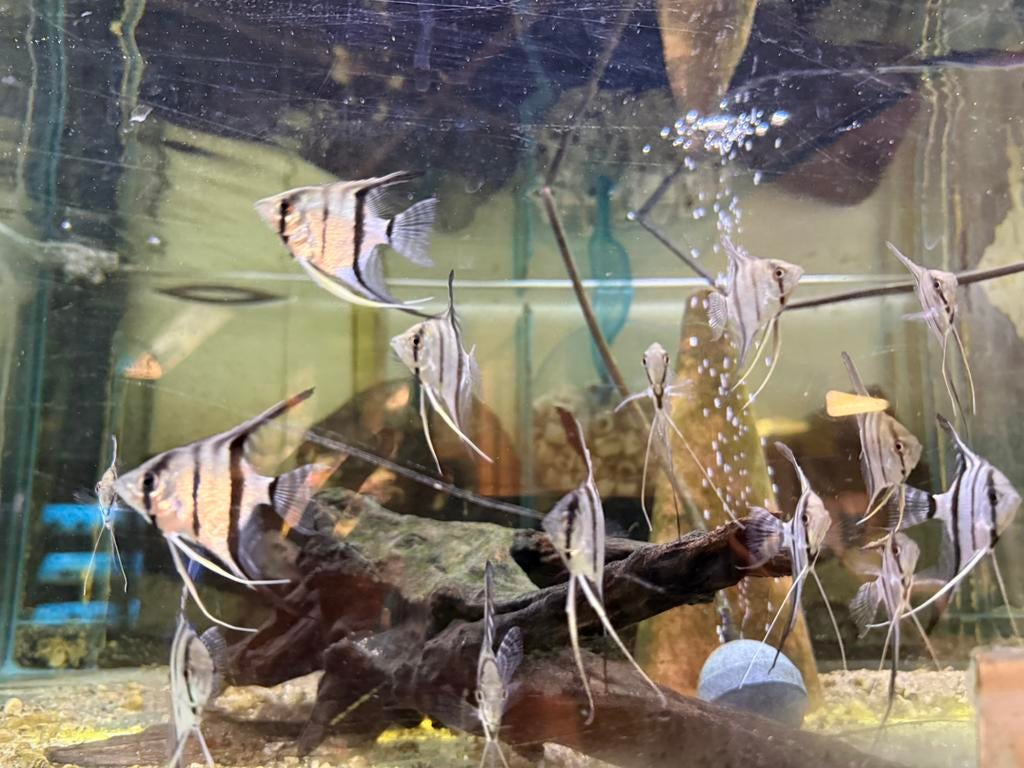 Pterophyllum Scalare - wildvang maanvis, Dieren en Toebehoren, Vissen | Aquariumvissen, Vis, Zoetwatervis, Schoolvis