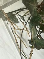 Wandelende takken, Wandelende tak