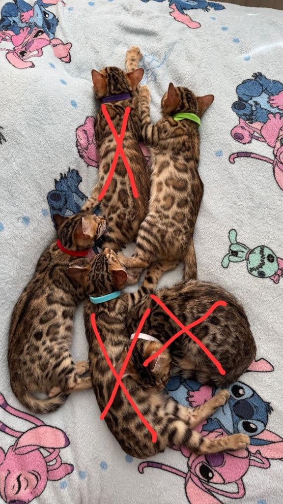 Prachtige Rasechte Bengaalse Kittens | Snow Mink x Brown, Dieren en Toebehoren, Katten en Kittens | Raskatten | Korthaar, Meerdere dieren